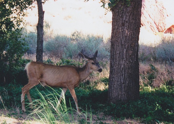 1997-06-Grand-Canyon-LMG-188