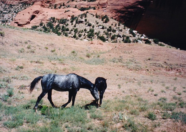 1997-06-Grand-Canyon-LMG-226