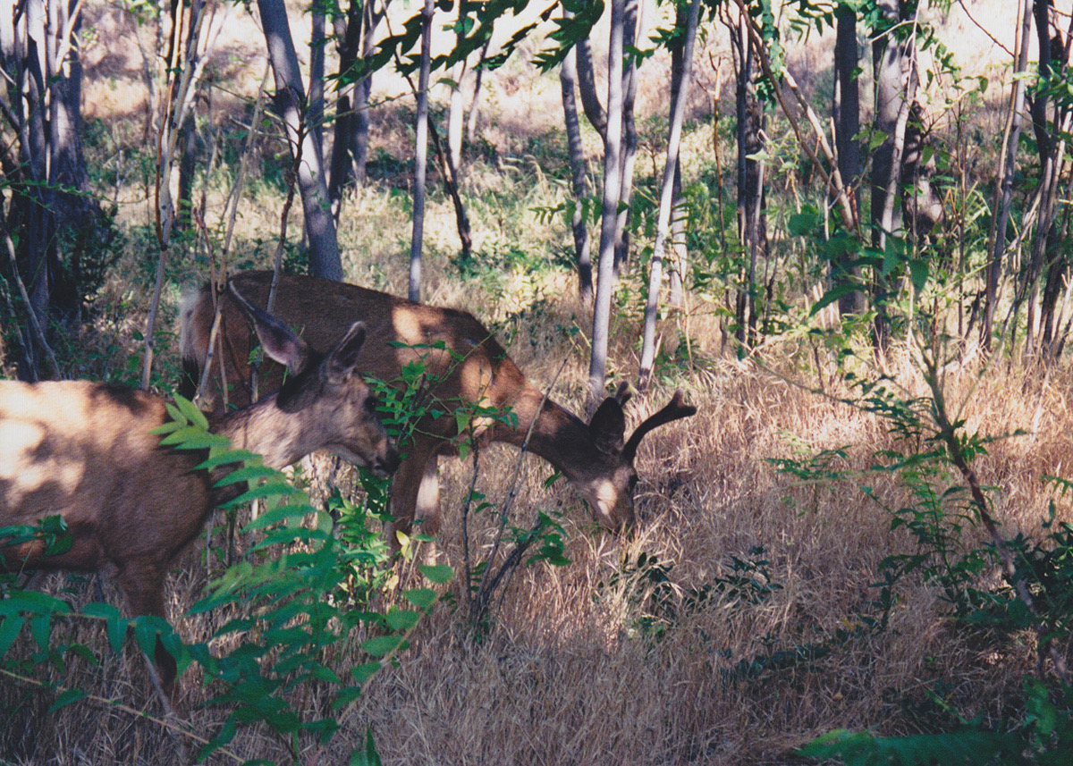 1997-06-Grand-Canyon-LMG-189