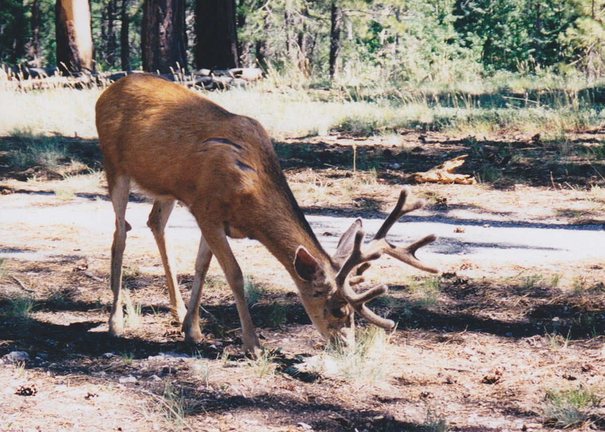 1997-06-Grand-Canyon-LMG-289